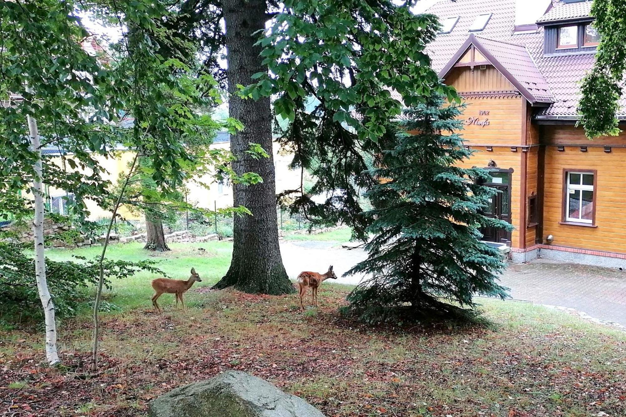 Willa Nimfa Apartamenty W Centrum *
